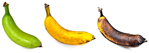 Banana Jam Nerd Monkeys